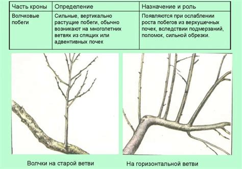 Что такое волчковые побеги?