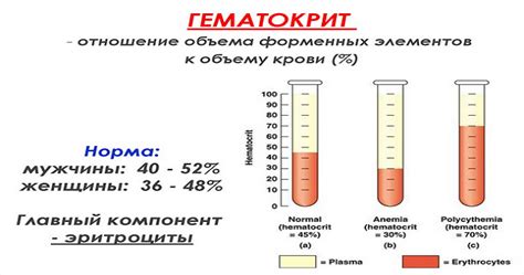 Что такое гематокрит?