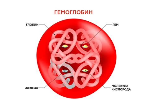 Что такое гемоглобин и его роль в организме