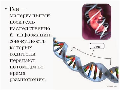 Что такое гены 10 Морганид и зачем изучают их расстояния?