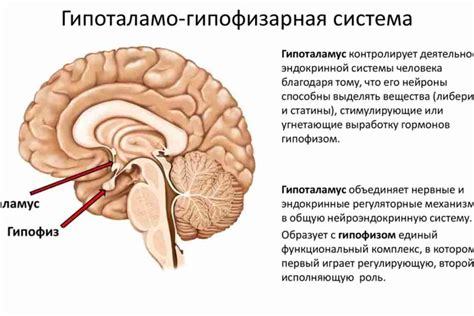 Что такое гипоталамус и каковы его основные функции