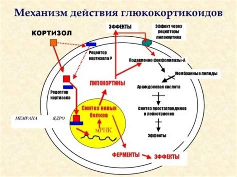 Что такое глюкокортикоиды?