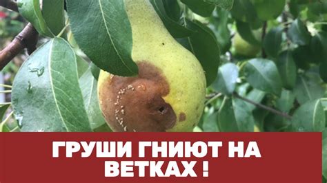 Что такое гниль на грушах?