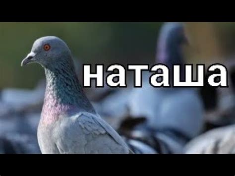 Что такое голубь Наташа