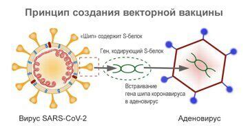 Что такое гражданская вакцинация V1 1 714?