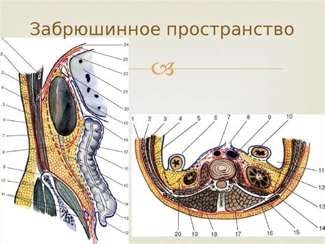 Что такое забрюшинное пространство и его значение в организме