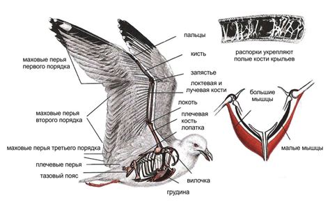 Что такое зачаточные крылья?