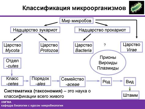 Что такое классификация микроорганизмов?