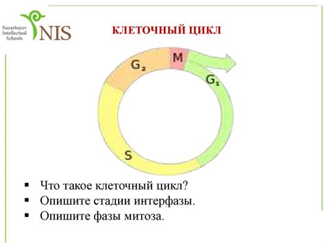 Что такое клеточный уровень