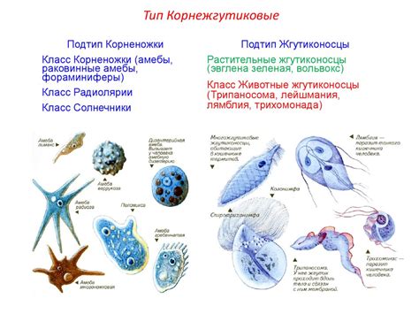 Что такое колониальные простейшие