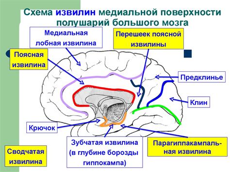 Что такое конечный мозг?