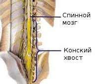 Что такое конопельный хвост?