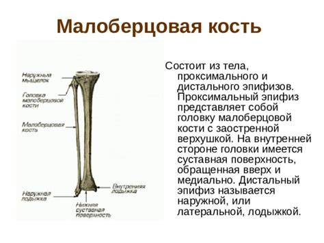 Что такое кости?