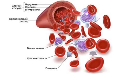 Что такое кровь: основные свойства и функции