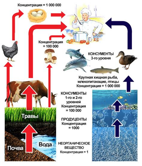 Что такое кумуляция препарата?