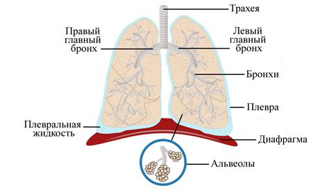 Что такое легкое доминирование