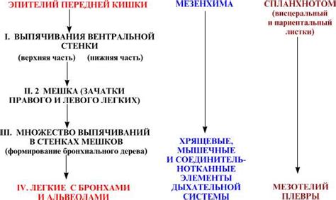 Что такое легочная ткань и как она дышит?