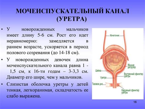 Что такое локализация отделяемого уретры у женщин?