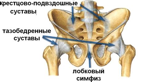 Что такое лонное сочленение: