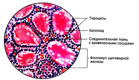 Что такое макрофолликулы щитовидной железы