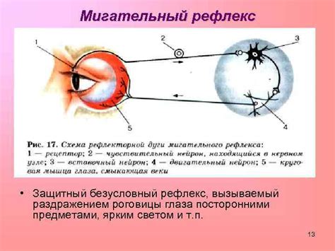 Что такое макулярный рефлекс?