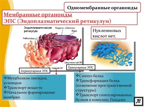 Что такое мембранный органоид?