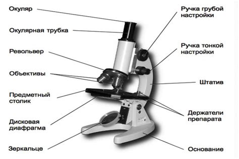 Что такое микроскопическое строение?