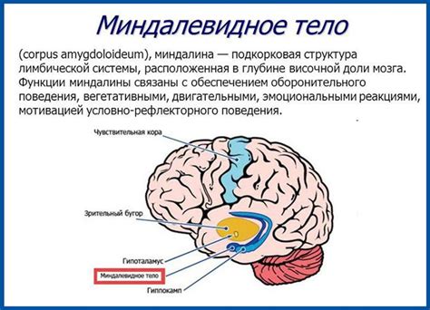 Что такое миндалины мозжечка