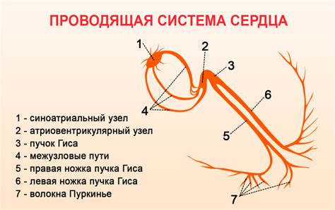 Что такое нарушение проведения по правой ножке пучка Гиса?