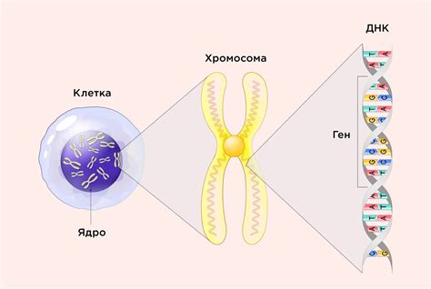 Что такое наследственность?