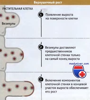 Что такое недетерминированный верхушечный рост?