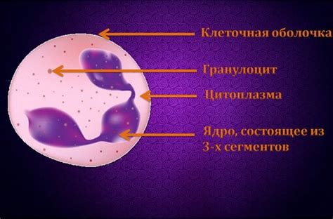 Что такое нейтрофилы и их роль в организме человека?