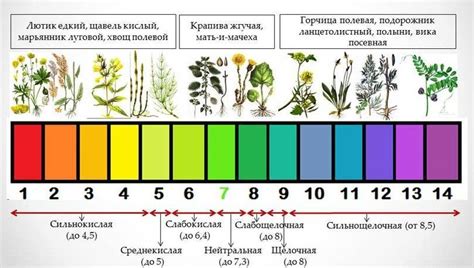 Что такое низкая кислотность?