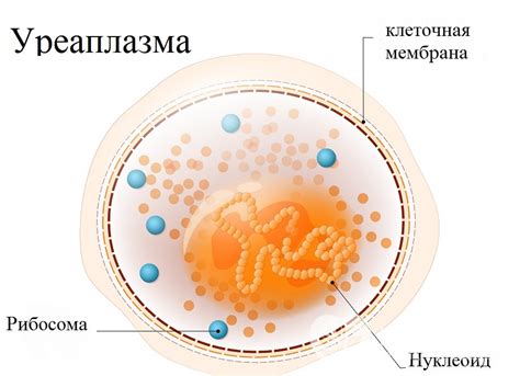 Что такое обнаружение Ureaplasma spp?