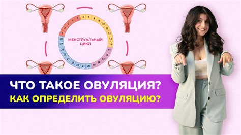 Что такое овуляция у девочек?