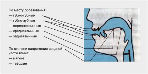 Что такое огубленный звук?