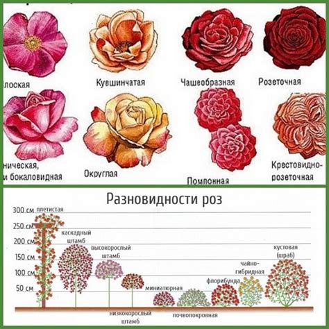 Что такое однолетний саженец розы?