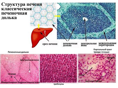 Что такое однородная крупнозернистая структура печени?