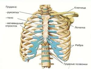 Что такое отсутствие ребра?