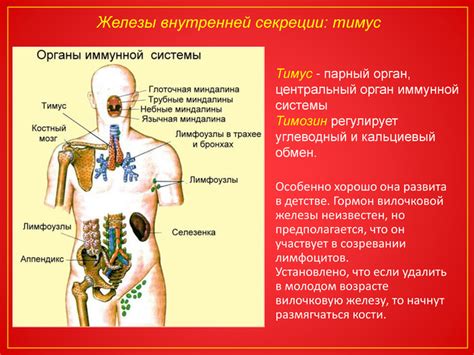 Что такое парный орган и зачем он нужен?