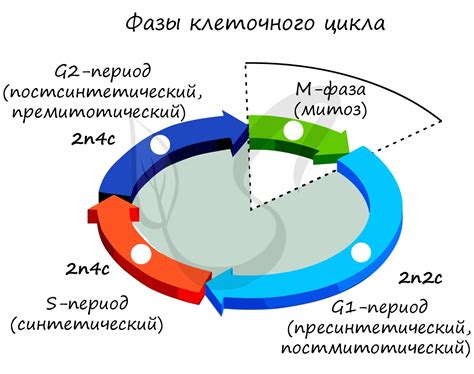 Что такое период цикла?