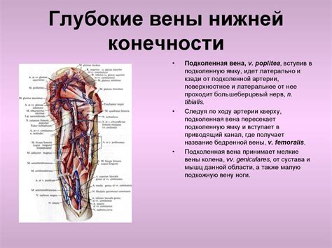 Что такое периферическая вена и как она работает?