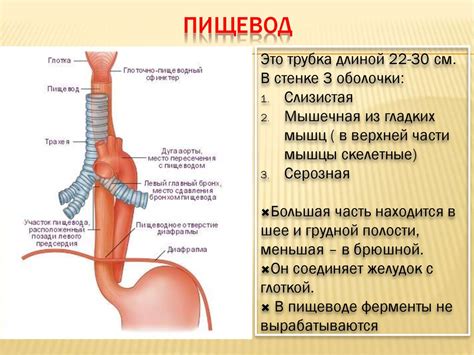 Что такое пищевод?