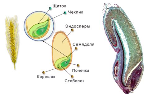 Что такое плющенное зерно