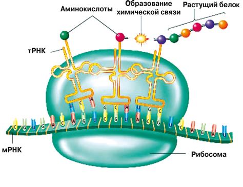 Что такое подавление синтеза белка?