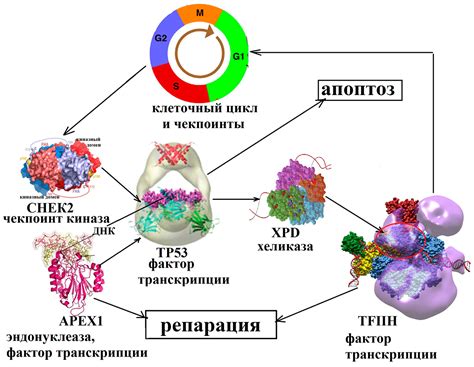 Что такое полиморфизм MTHFR?