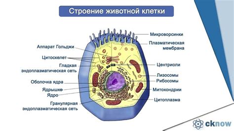 Что такое полуавтономные клеточные органоиды?