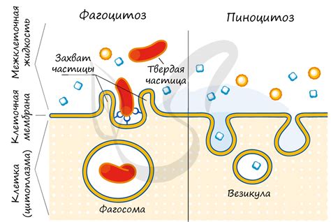 Что такое полуавтономные органоиды?