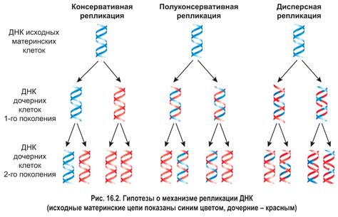 Что такое полуконсервативная репликация?