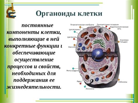 Что такое полые клетки?